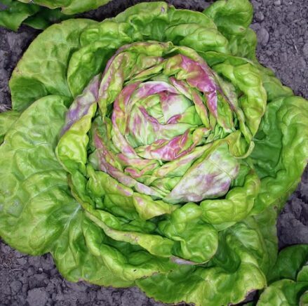 Sviesta salāti 'Strawberry Cabbage'